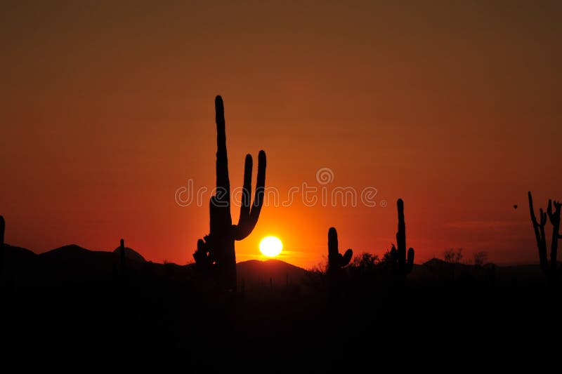 Saguaro cactus