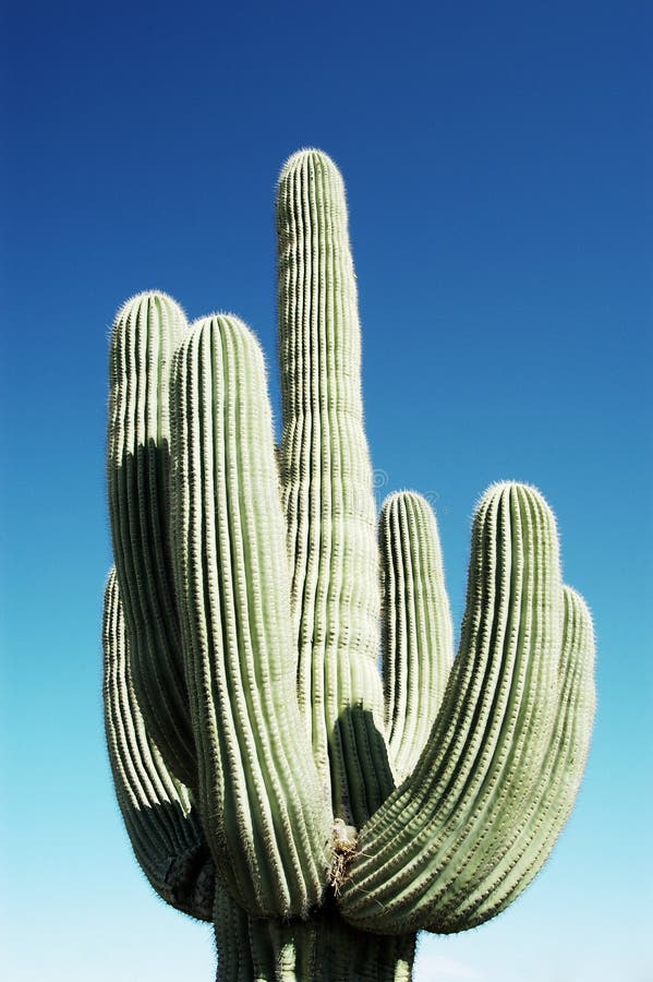 Mourning Dove nesting in a giant saguaro cactus in Arizona. Mourning Dove nesting in a giant saguaro cactus in Arizona.