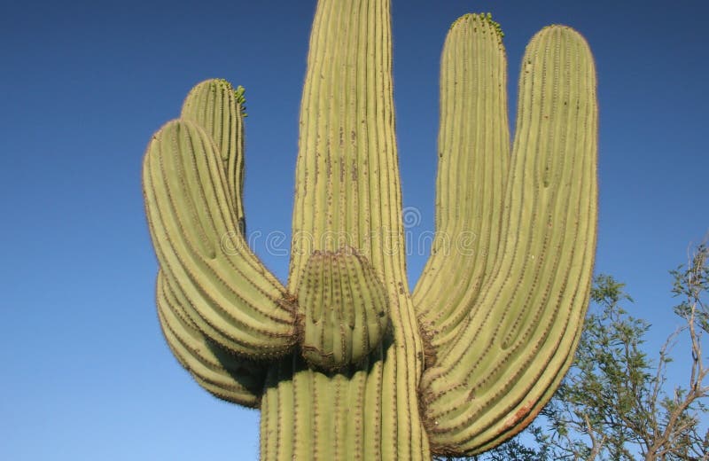 Saguaro cactus