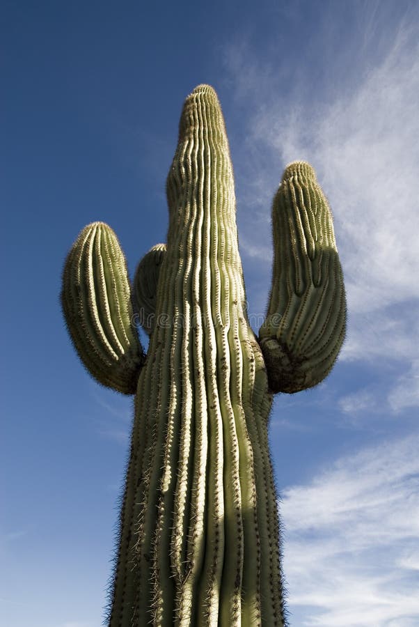 Saguaro Cactus Arizona