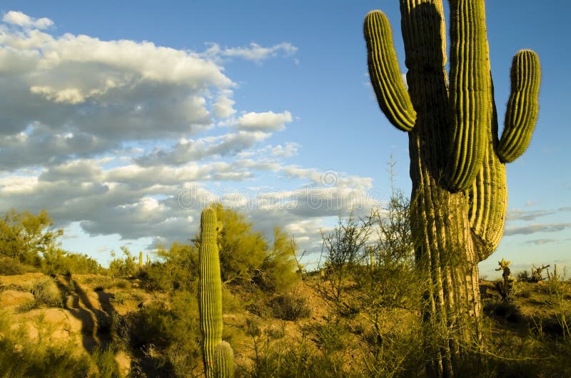 Saguaro Cactus Arizona