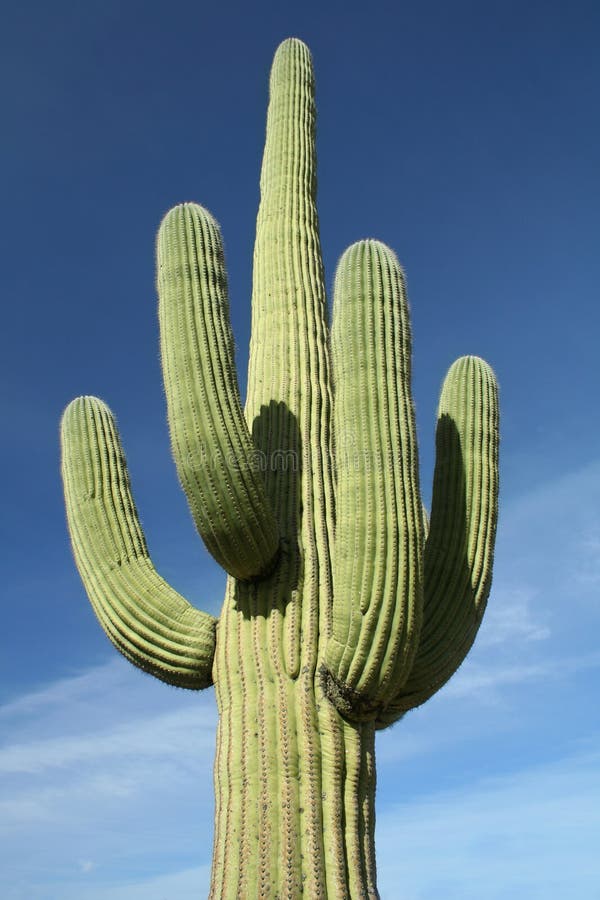 Contro cielo blu sul deserto,,.