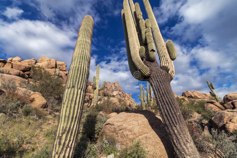 Saguaro Cactus in Desert Preserve Near Scottsdale Stock Image - Image ...