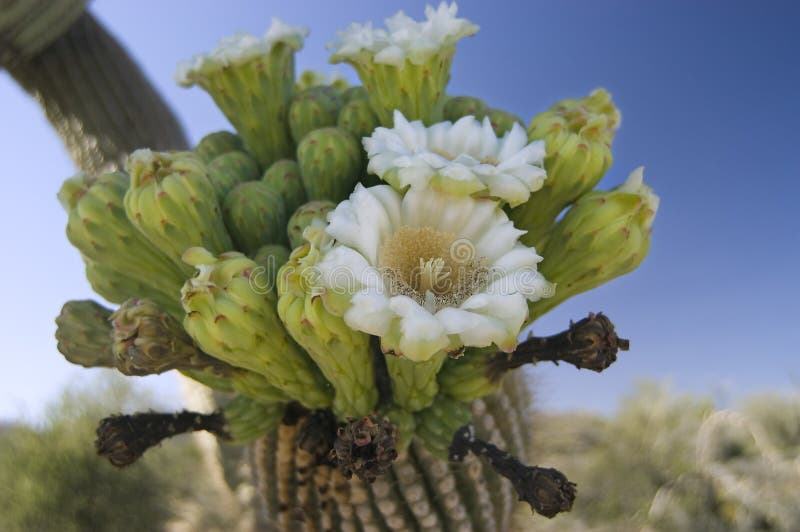 Saguaro Cactus Flower