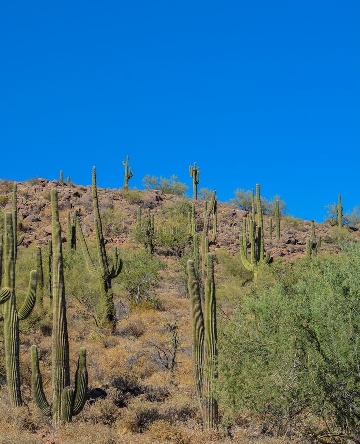 Saguaro Cactus Growing in the Lake Pleasant Regional Park, Sonoran ...