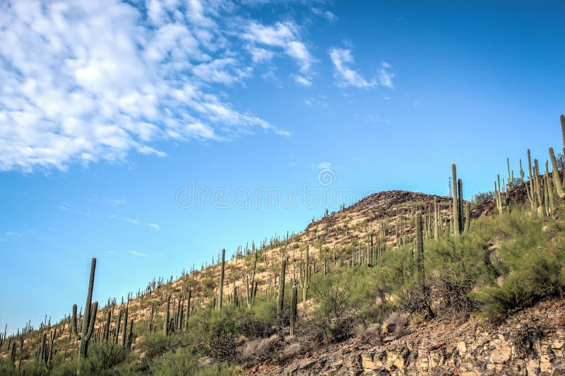 Saguaro cactus on hill with blue sky and stratus clouds