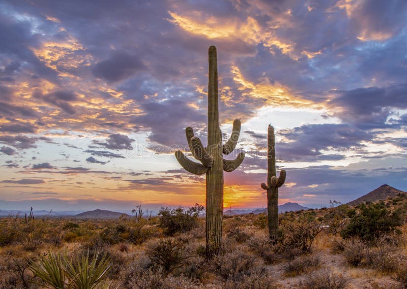 Saguaro Cactus Landscape with Vibrant Sunset Skies Stock Image - Image ...