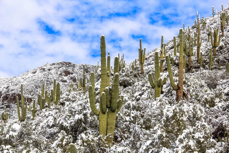 Saguaro cactus in mountain snow scene. Snowy cacti desert landscape