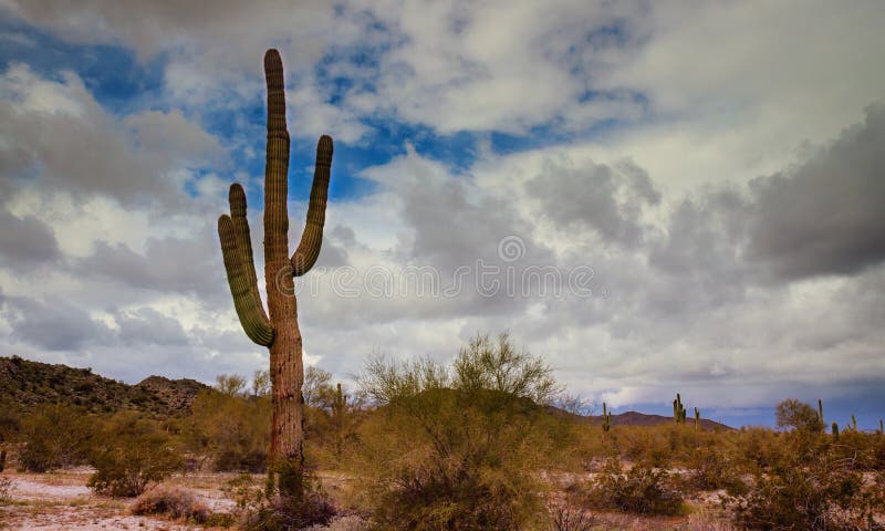 Saguaro cactus in the Mountains, Arizona
