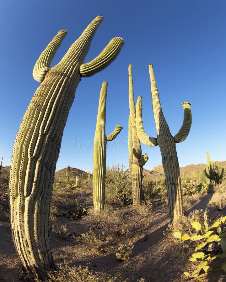 Saguaro Cactus stock image. Image of america, bird, vertical 91742475