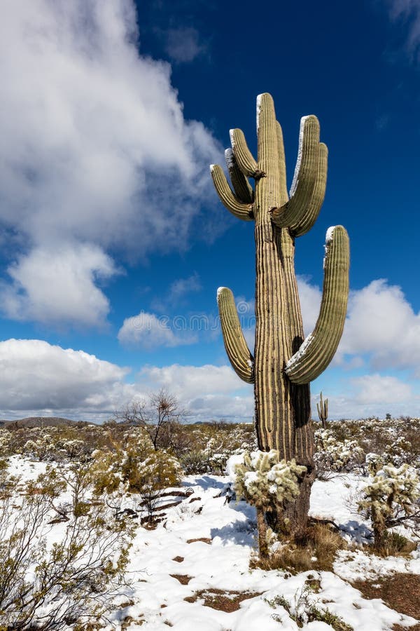 Saguaro Cactus In Snow Winter Desert Scene Stock Photo - Download Image Now  - Winter, Snow, Desert Area - iStock