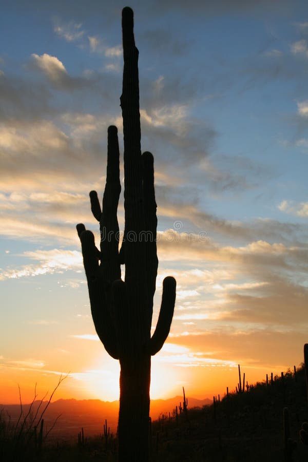 Saguaro Cactus at Sunset royalty free stock images