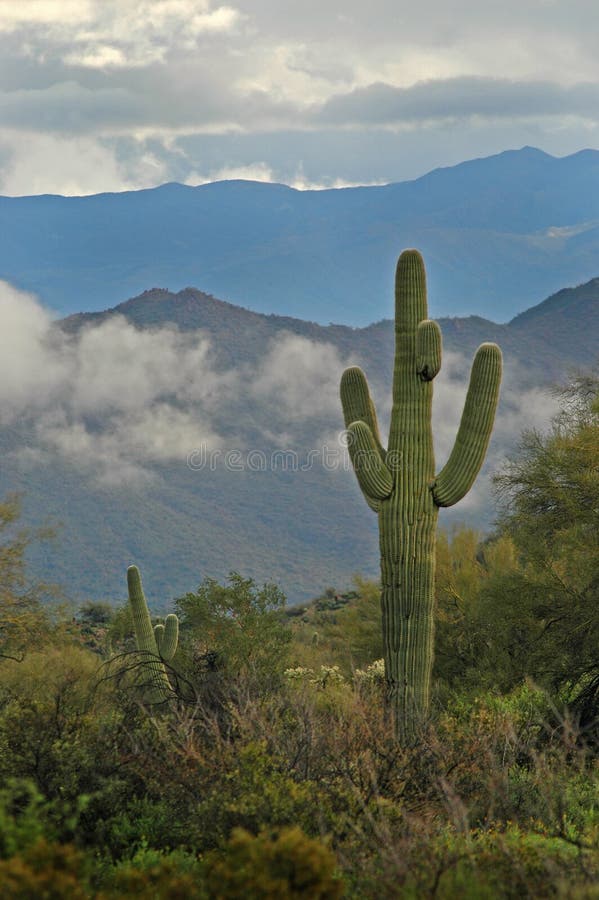 Saguaro Cactus and Superstition Mountains 2 Stock Image - Image of ...