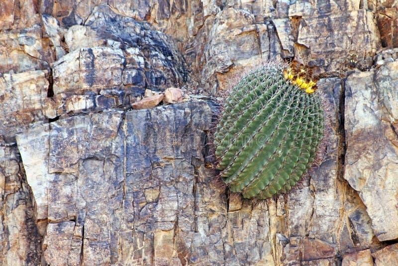 En Qué Ecosistema Crece El Saguaro
