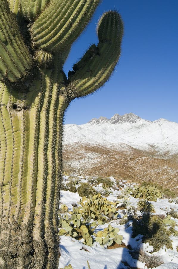 Saguaro and Four Peaks royalty free stock photo
