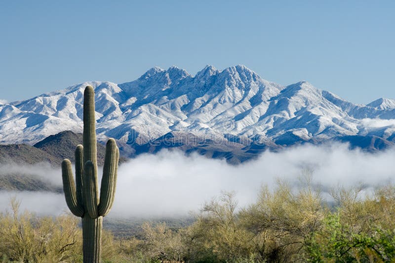 saguaro för fyra maxima arkivbilder saguaro för fyra maxima arkivbilder