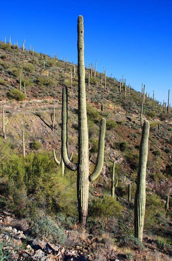 Saguaro gigante no parque nacional do Saguaro foto de stock Saguaro gigante no parque nacional do Saguaro foto de stock