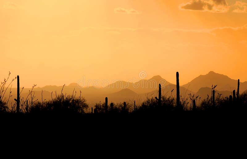 Saguaro national park