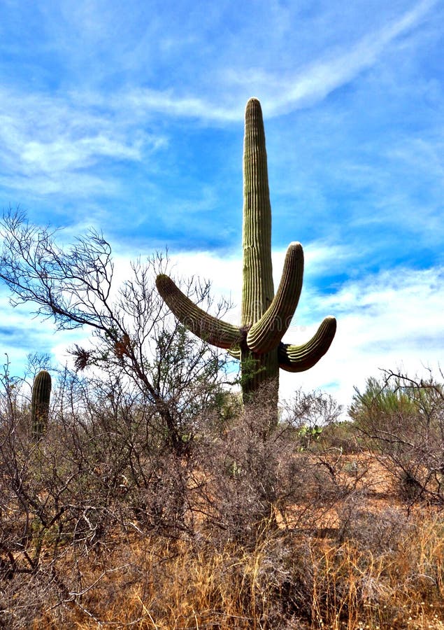 Saguaro National Park in Arizona Stock Photo - Image of quills, sonoran ...