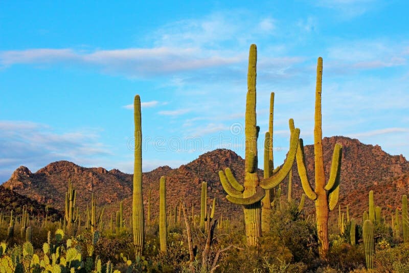 Saguaro-Nationalpark-Landschaft stockbilder Saguaro-Nationalpark-Landschaft stockbilder