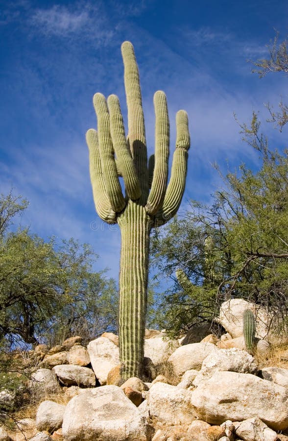 Saguaro Cactus growin out of Rocks. Saguaro Cactus growin out of Rocks