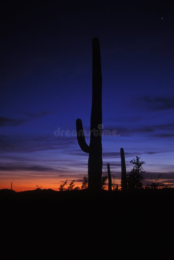 Saguaro silhouette royalty free stock photography