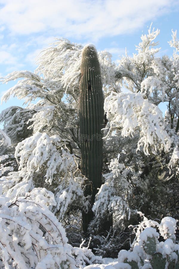 Saguaro Snow