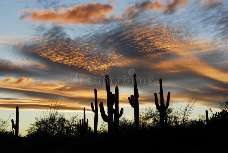 Saguaro Sunset royalty free stock images