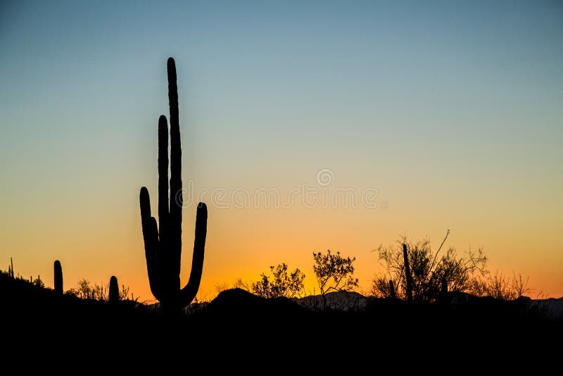 Saguaro Sunset royalty free stock photography
