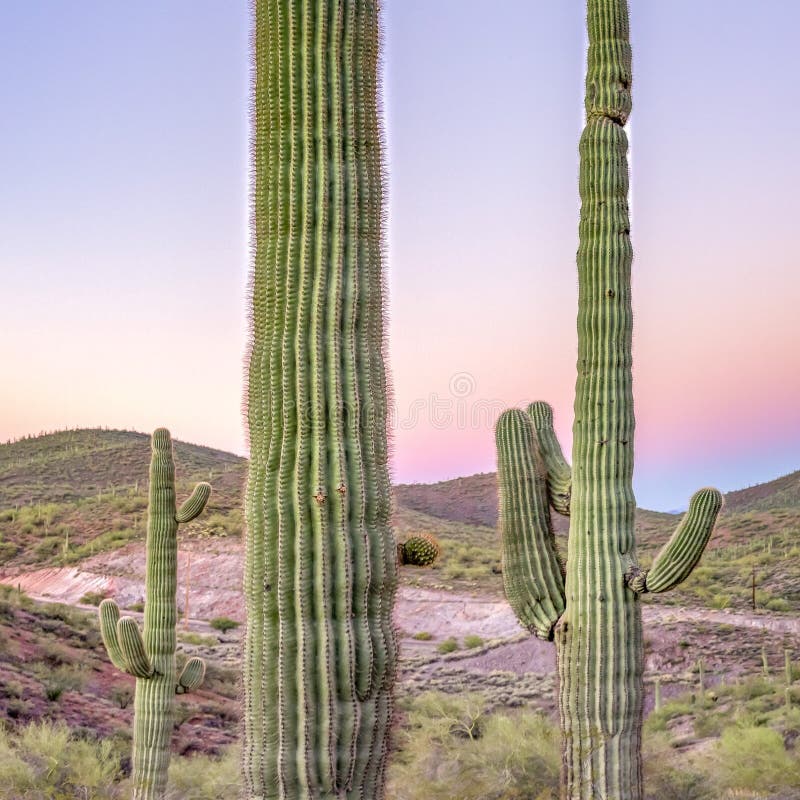 Saguarokaktus i den Arizona öknen på solnedgången arkivfoton Saguarokaktus i den Arizona öknen på solnedgången arkivfoton
