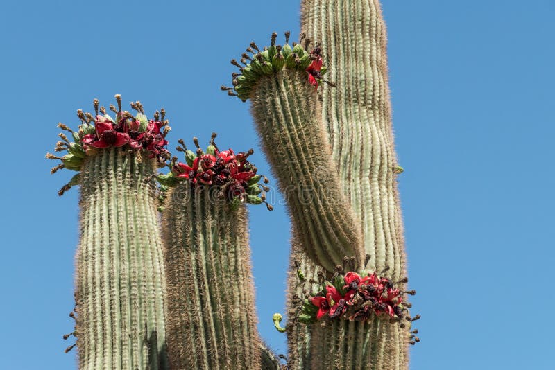 Saguarokaktus med röd-fleshed frukt mot en blå himmel royaltyfri fotografi Saguarokaktus med röd-fleshed frukt mot en blå himmel royaltyfri fotografi