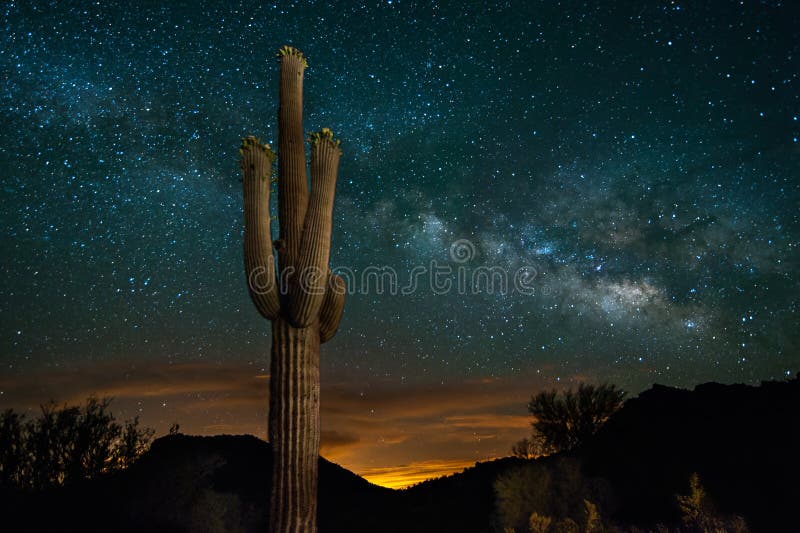 Saguarokaktus och Vintergatan