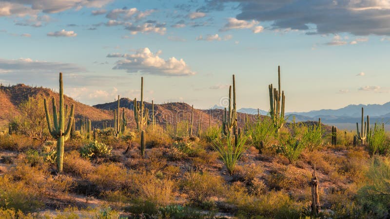 Saguaros cactus at sunset in Sonoran Desert near Phoenix, Arizona.