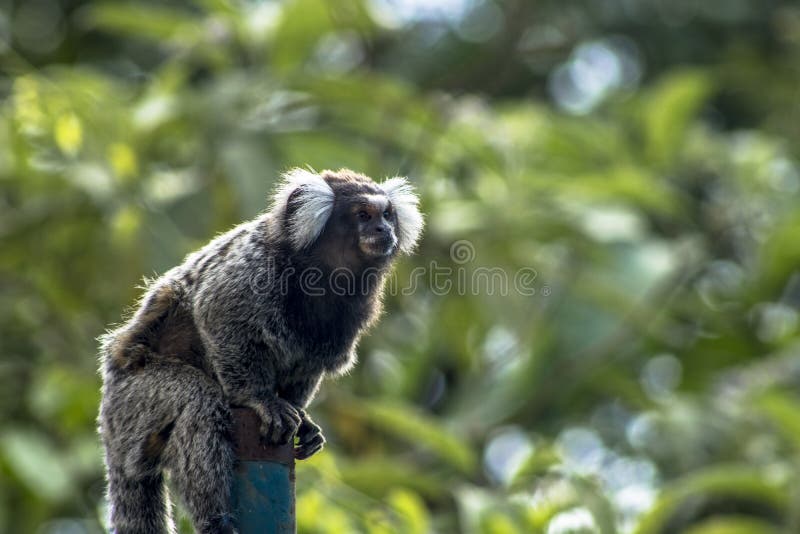 245 Fotos de Stock de Macaco Sagui - Fotos de Stock Gratuitas e Sem  Fidelização a partir da Dreamstime