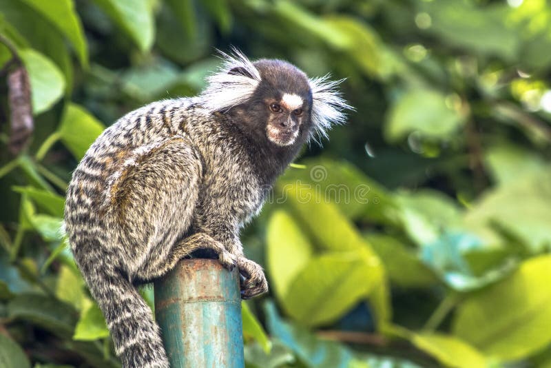 Canal Natureza: Galerias de Sagui - Iguinho