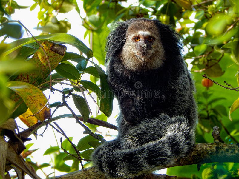 245 Fotos de Stock de Macaco Sagui - Fotos de Stock Gratuitas e Sem  Fidelização a partir da Dreamstime