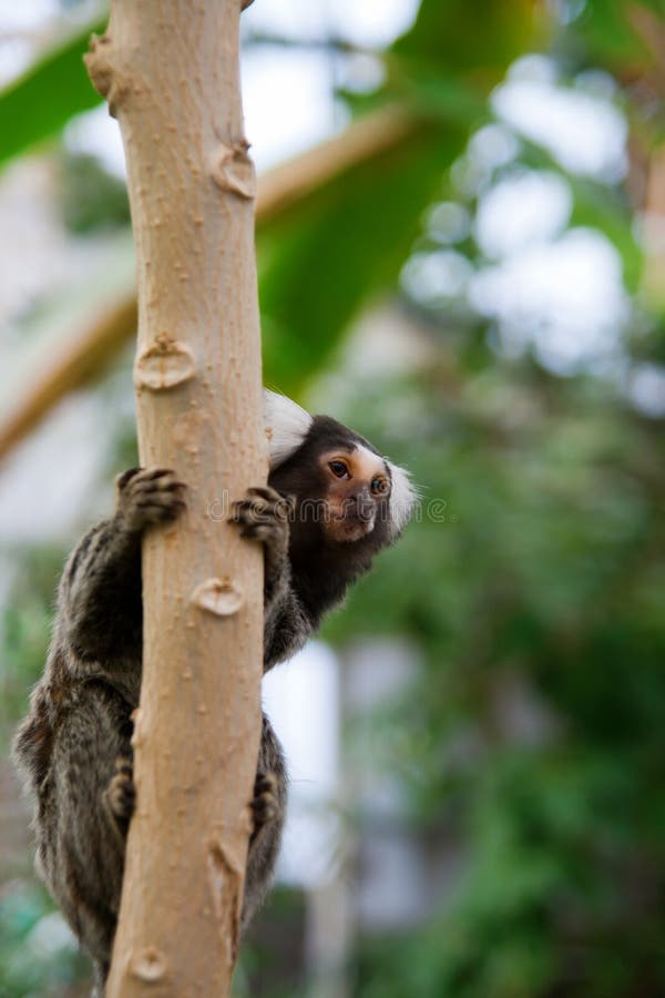 Macaco do sagui de Mico foto de stock. Imagem de pequeno - 27630008