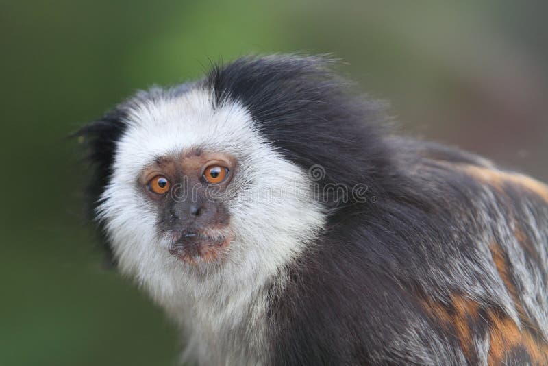 sagüi-de-testa-branca, retrato de um macaco 4962712 Foto de stock no  Vecteezy