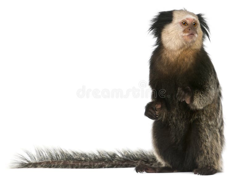 sagüi-de-testa-branca, retrato de um macaco 4962712 Foto de stock no  Vecteezy