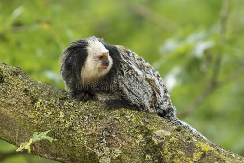 Bebê Branco-dirigido Do Sagui Foto de Stock - Imagem de macaco