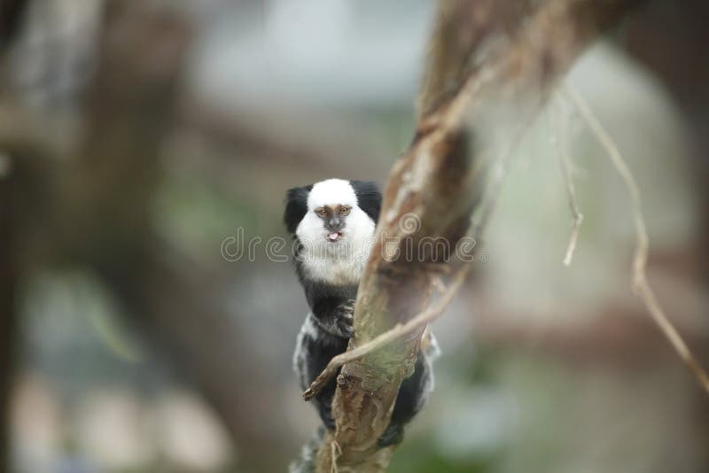 Bebê Branco-dirigido Do Sagui Foto de Stock - Imagem de macaco