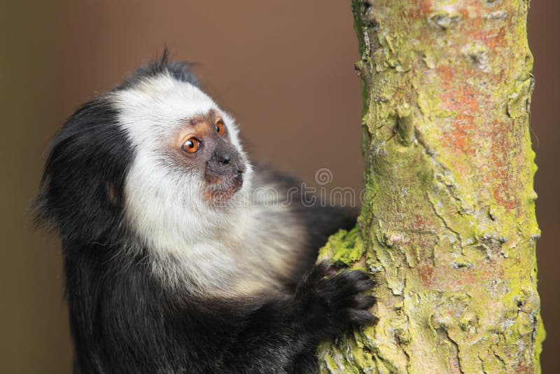 Detalhe Do Macaco-sagui Na árvore. Foco Seletivo Imagem de Stock - Imagem  de primata, animal: 202424853