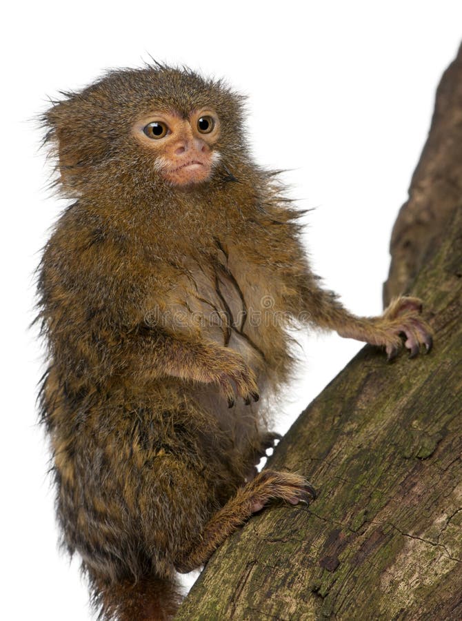 Sagui de pigmeu ou macaco do anão, pygmaea do Cebuella