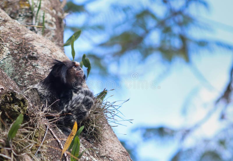 245 Fotos de Stock de Macaco Sagui - Fotos de Stock Gratuitas e Sem  Fidelização a partir da Dreamstime