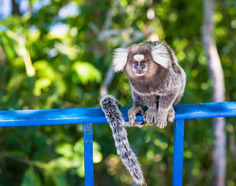 Detalhe Do Macaco-sagui Na árvore. Foco Seletivo Imagem de Stock - Imagem  de primata, animal: 202424853