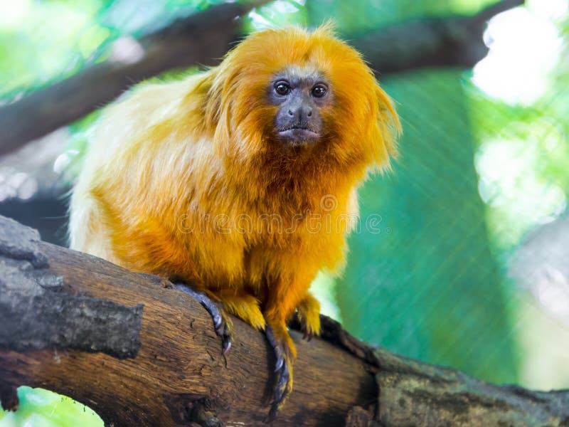 Bebê Branco-dirigido Do Sagui Foto de Stock - Imagem de macaco