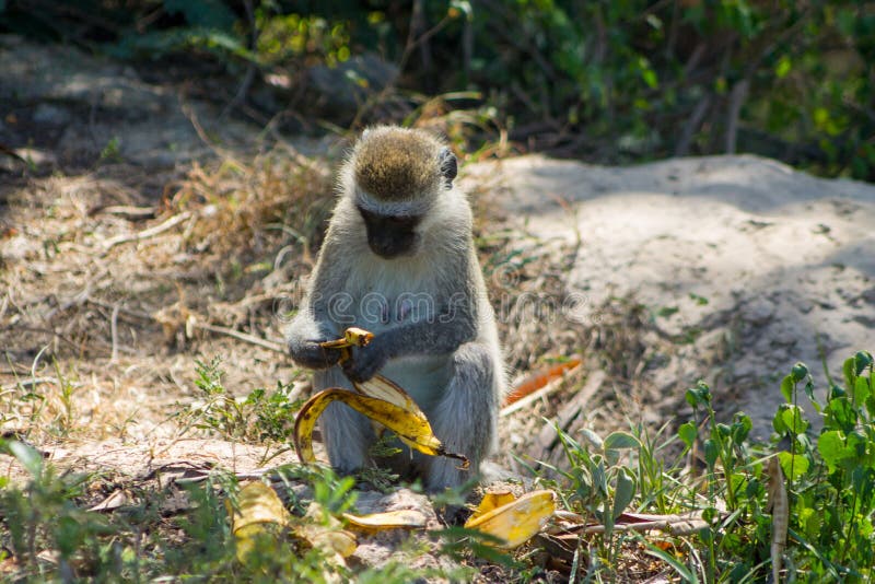 Detalhe Do Macaco-sagui Na árvore. Foco Seletivo Imagem de Stock - Imagem  de primata, animal: 202424853