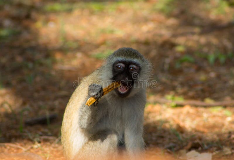 Detalhe Do Macaco-sagui Na árvore. Foco Seletivo Imagem de Stock - Imagem  de primata, animal: 202424853
