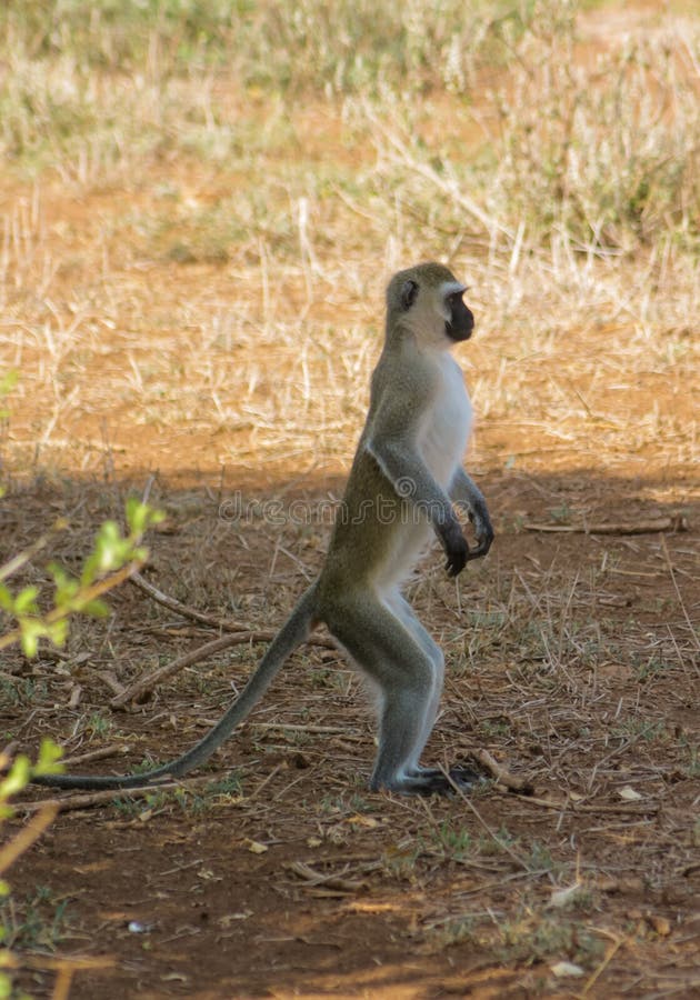 Detalhe Do Macaco-sagui Na árvore. Foco Seletivo Imagem de Stock - Imagem  de primata, animal: 202424853