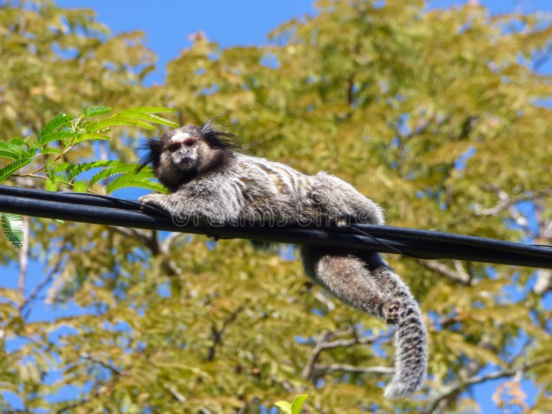 Canal Natureza: Galerias de Sagui - Iguinho